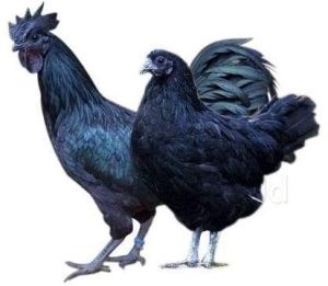 Kadaknath Chicken