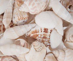 Natural Seashell