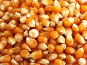 Maize Seeds for Human