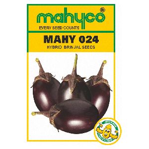MAHY 024 Hybrid Brinjal Seeds