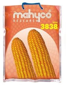 MRM-3838 Hybrid Maize Seeds