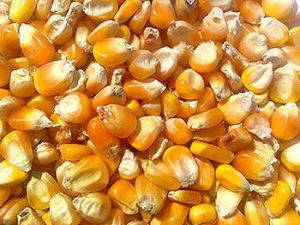 Maize (Makka)