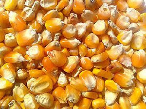 Maize Seeds