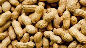 Raw Natural Groundnuts