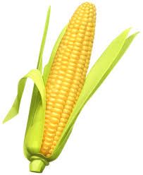 yellow sweet corn