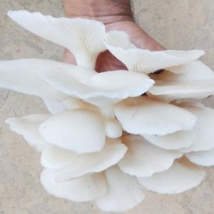 White Oyster Mushroom