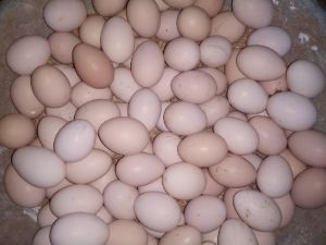 Kadaknath Eggs