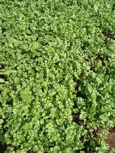 Coriander Leaf