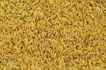 Rice Seeds