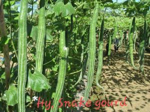 Hybrid Snake Gourd Seeds