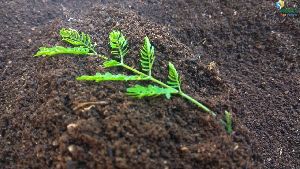 Vermicompost Fertilizer