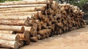 Pine Wood Logs