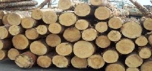 Southern Yellow Pine Wood Logs