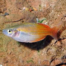 Boesemani Rainbow Fish