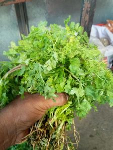 Fresh Green Coriander leaves