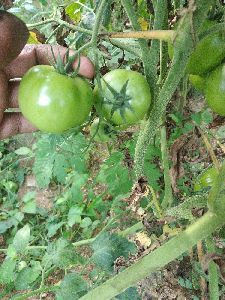 Fresh Green Tomato