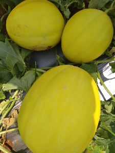 Fresh Natural Squash