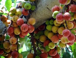 Fresh Umber fruit