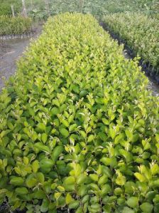 thailand green apple ber plant