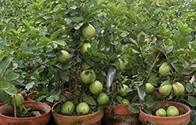 Guava Plant