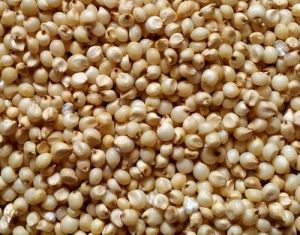 Sorghum Seeds