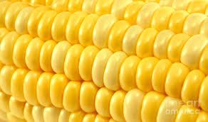 Yellow Corn