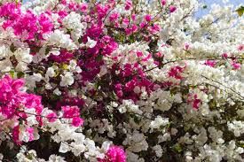 Bougainvillea flowers