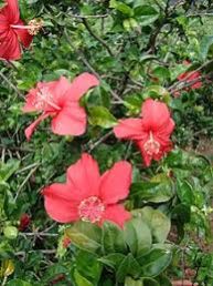 Hibiscus Flower