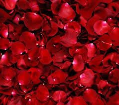 Rose Petals