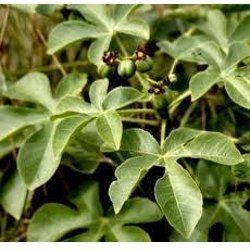 Jatropha Curcas Plant