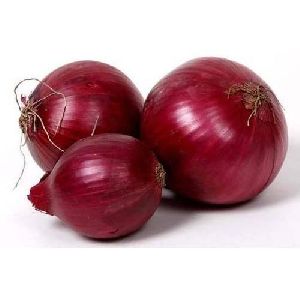 Fresh Big Onion