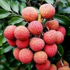 Lichi