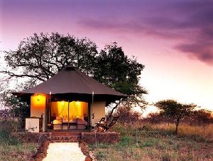 Safari Tents