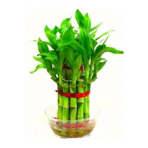 Green Lucky Bamboo Plant