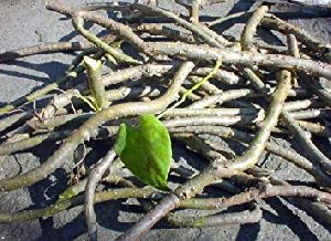 Giloy Stem (Tinospora cordifolia)