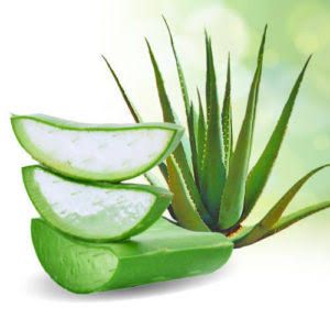 Aloe Vera Fresh Leaf