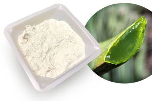 Aloe vera spray dried powder 200X