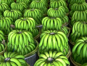 Fresh Bananas