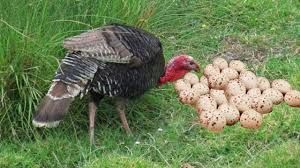 turkey eggs