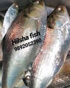 Fresh Hilsa Fish