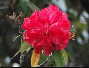 Natural Organic Barah Flower