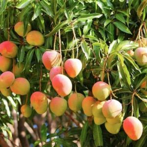 Organic Mango Plant