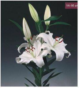 Santander Oriental Lilies Plant