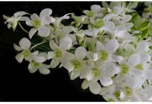 Singapore White Dendrobium Orchid Plant