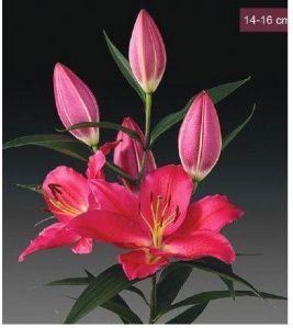 Tarrango Oriental Lilies Plant