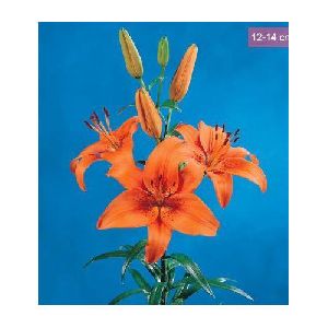 Tresor Asiatic Lilies Plant