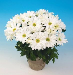 Victor White Chrysanthemum Plant Pot