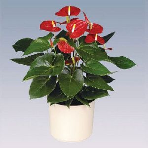 Vito Anthurium Plant Pot