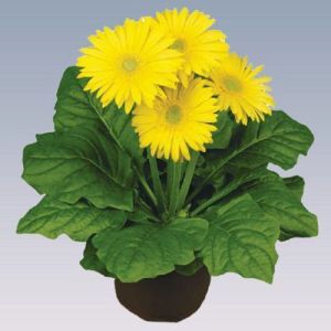 Yellow Gerbera Plant Pot