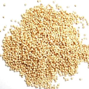 Jowar Seeds